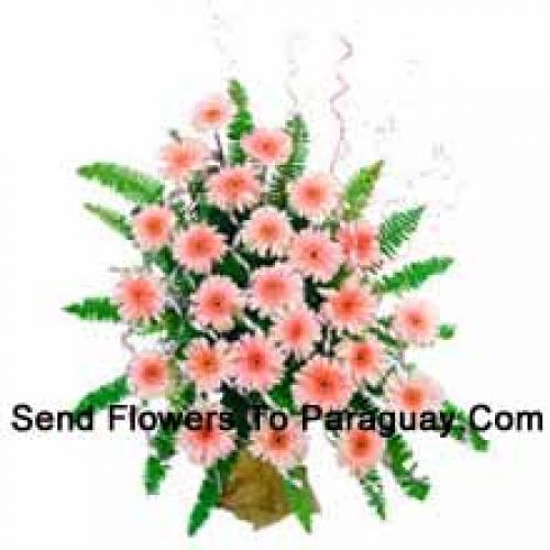 24 Cute Pink Gerberas