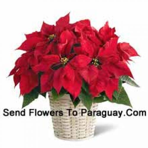 Cute Poinsettia in Basket