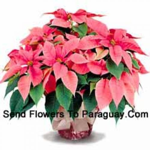 Elegant Poinsettias with Leaves